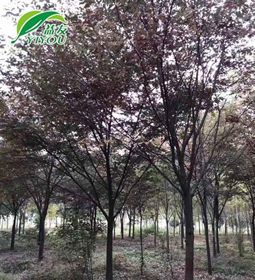 活性炭空氣過濾器
